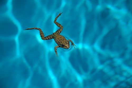 How to Keep Frogs Out of Your Pool - Vue Custom Pools & Design