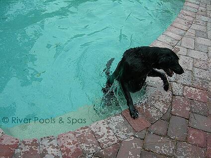 Black dog climbing out of a pool