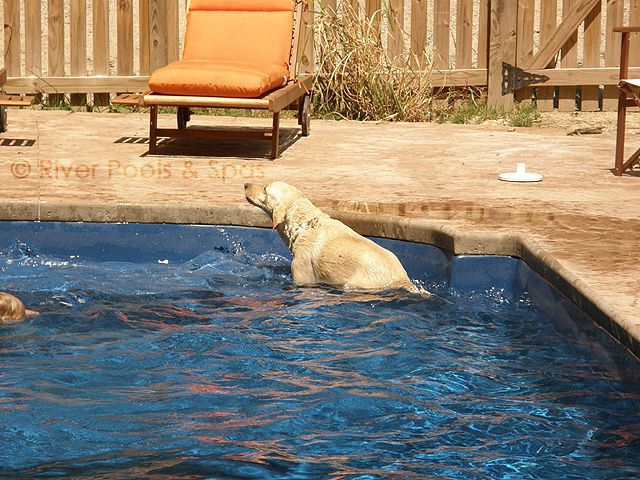 Yellow dog sitting in a pool