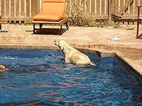 Dog on a tanning ledge