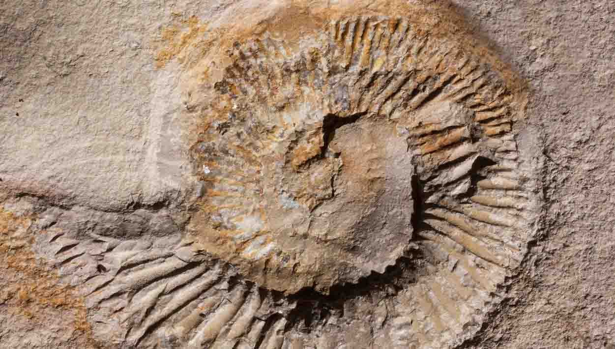 Fossil 