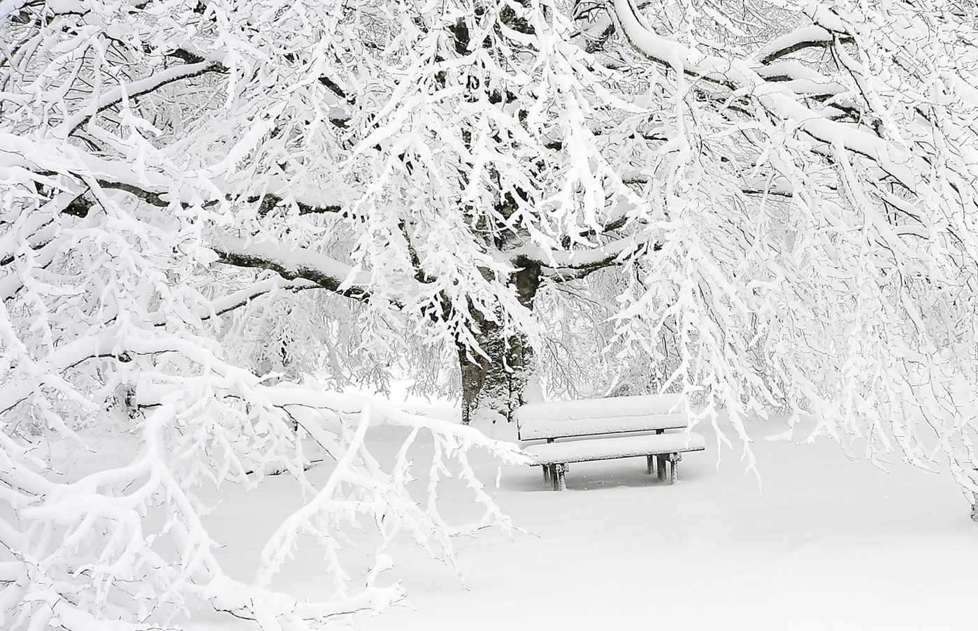 bench-tree-snow