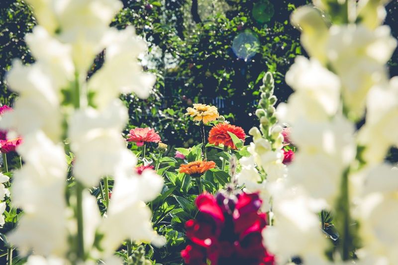 garden-flowers