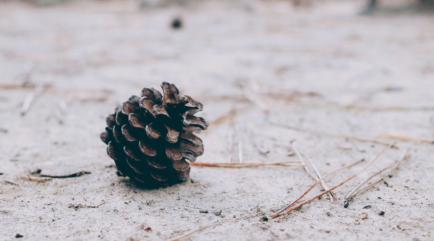 pinecone-snow.jpeg
