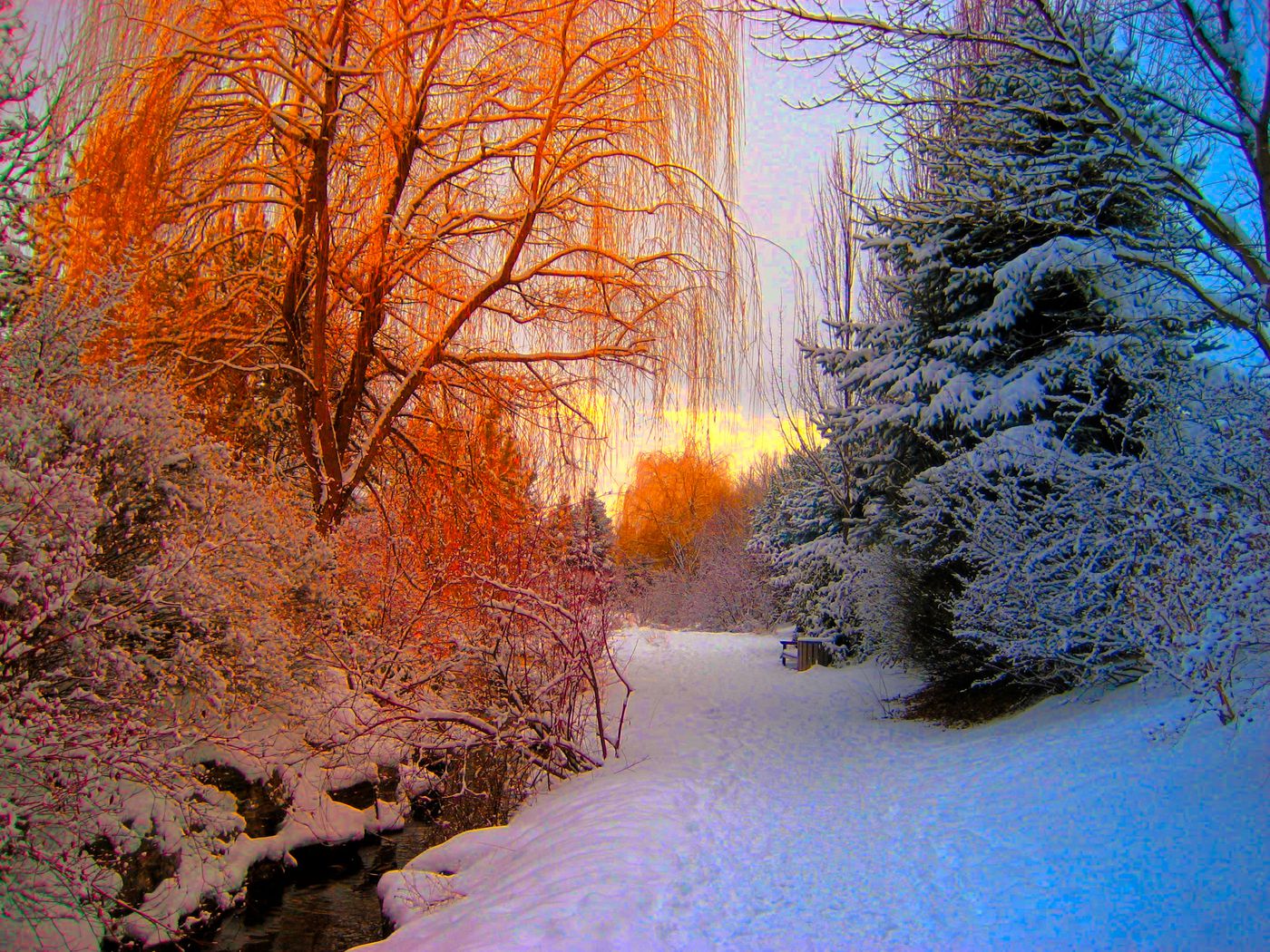seasons-trees.jpeg