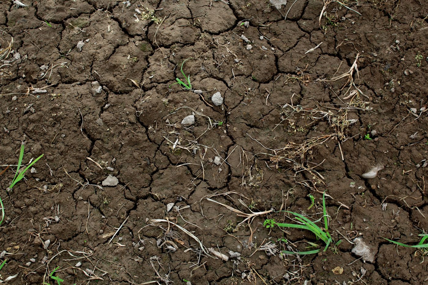 soil.jpeg