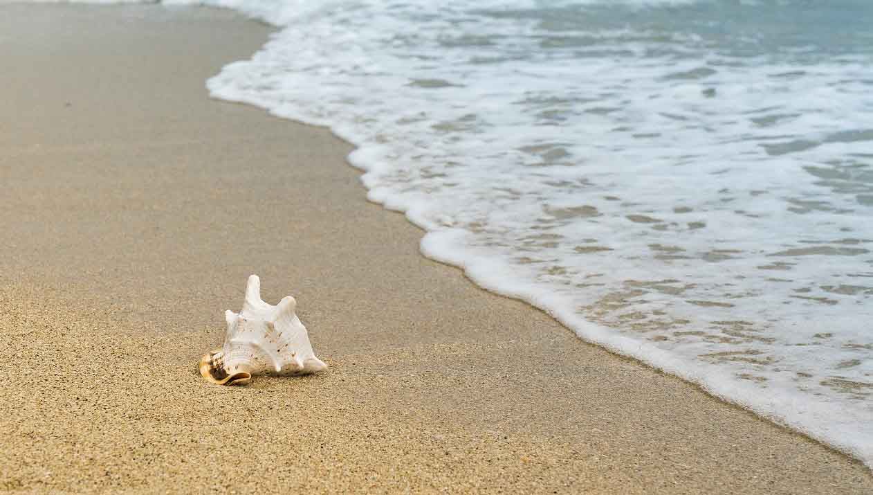 beach entry with seashell
