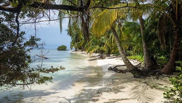Lagoon with palm trees