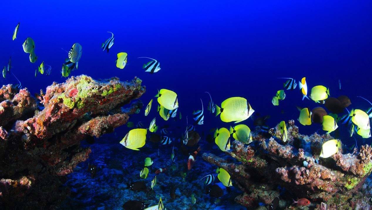 saltwater fish